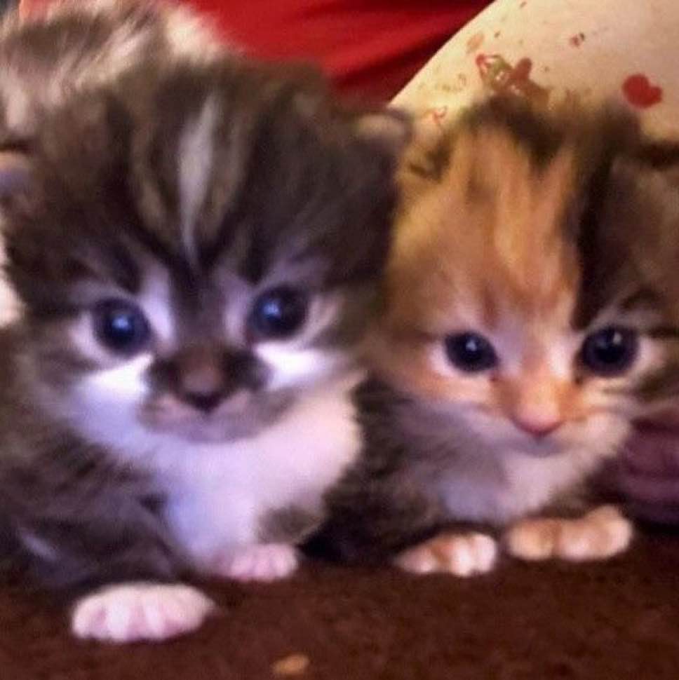 two kittens which are me and my bf